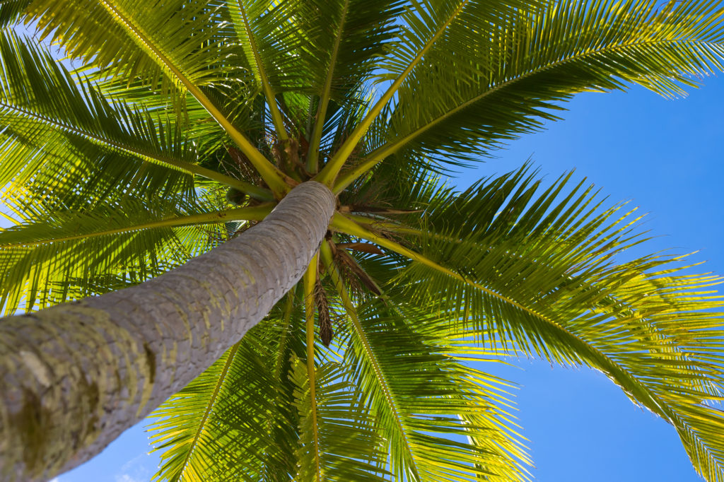 windows view of palm tree