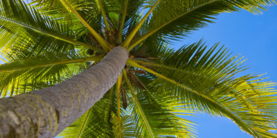 windows view of palm tree