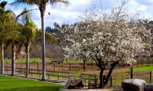 Rancho Santa Fe Just Beyond