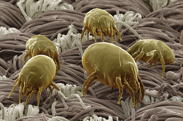 Dust mites on mattress