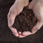 Garden Dirt as Anti-Depressant?