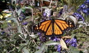 Monarch Butterfly