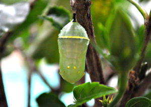 Liminal Stage Chrysalis