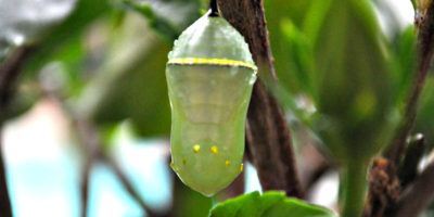 Liminal Stage Chrysalis