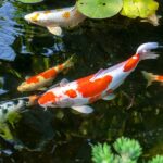 How To Maintain Your Fishpond Through Winter