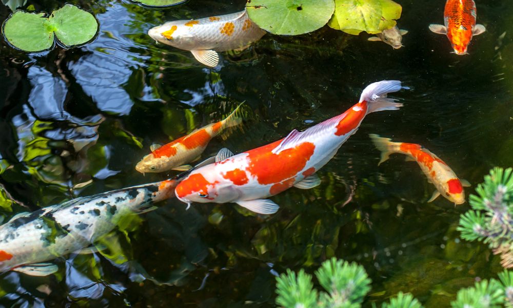 How To Maintain Your Fishpond Through Winter