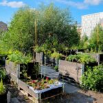 Top Tips for Growing Your Food in a Major City