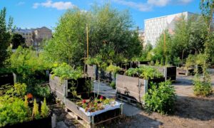 Top Tips for Growing Your Food in a Major City