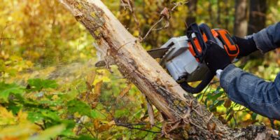 Ways Well-Maintained Trees Affect Home Resale Value