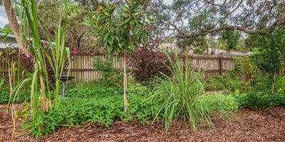 A food forest in a backyard. There are different types of trees, bushes, and plants. A wooden fence is in the background.