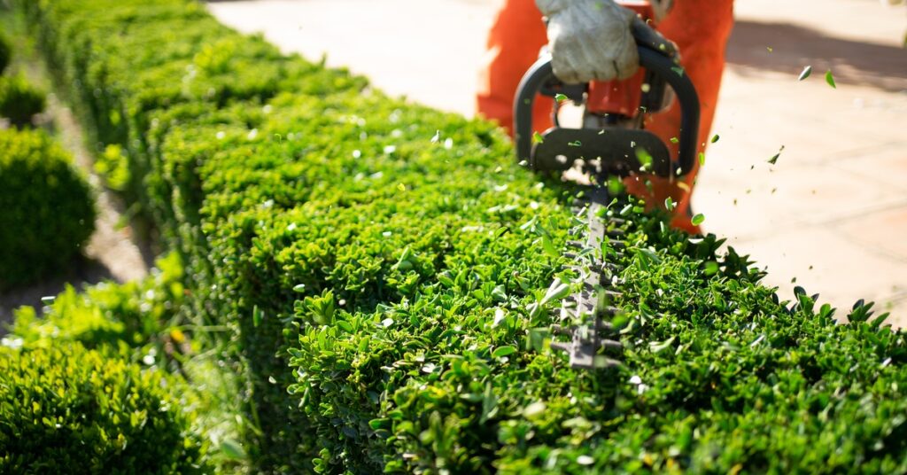 A landscaper trimming a bright green hedge with a powered hedge trimmer in a manicured garden setting.