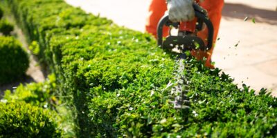 A landscaper trimming a bright green hedge with a powered hedge trimmer in a manicured garden setting.