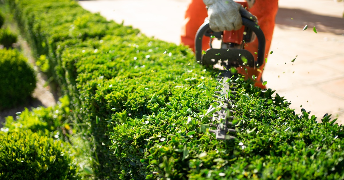 A landscaper trimming a bright green hedge with a powered hedge trimmer in a manicured garden setting.