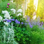 White peonies and purple flowers fill a lush garden bed beside a grassy path as sunlight streams through the trees.