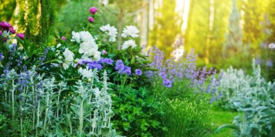 White peonies and purple flowers fill a lush garden bed beside a grassy path as sunlight streams through the trees.